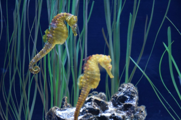Schwimmkurs Seepferdchen in Köln